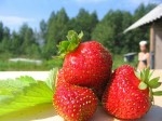 Erdbeeren