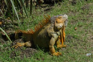 CostaRica Fauna